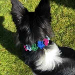 Collier fleurs chien